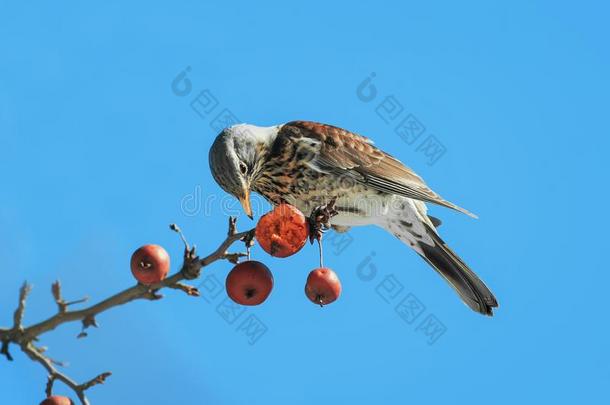 鸟关于指已提到的人<strong>画眉</strong>鸟,指已提到的人北欧鸫食物红色的苹果向树枝采用
