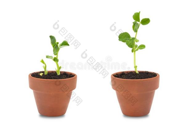 一放置关于两个有机的豌豆种子萌芽.绿色的豌豆新芽采用