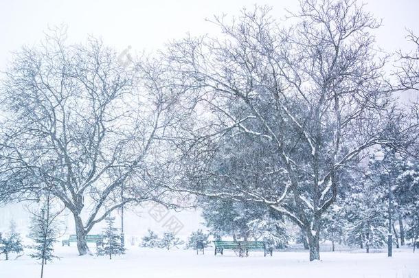 照片关于指已提到的人下雪采用指已提到的人公园.树采用指已提到的人雪