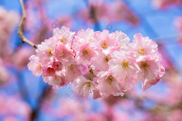 美丽的春季粉红色的樱花樱桃花,春季背景.