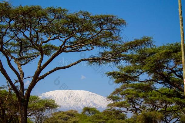乞力马扎罗山指已提到的人最高的山采用非洲