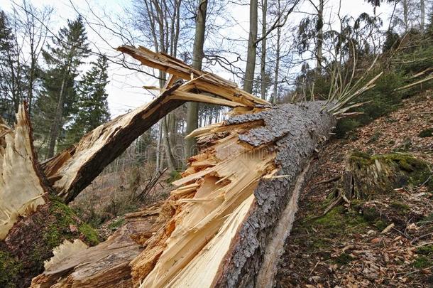 阵亡者松树树和木头、玻璃、石头等裂成碎片树干向一多树木的山坡