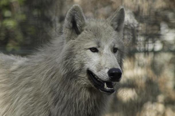 狼Cana-UnitedStates加拿大美国狼疮灰色的和白色的hudsonseal汉德森河海豹皮湾.