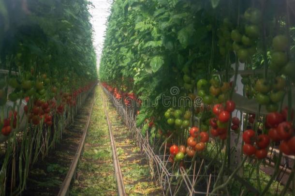 荷兰人的<strong>个人简历</strong>农事,大的温室和番茄植物,生长的采用