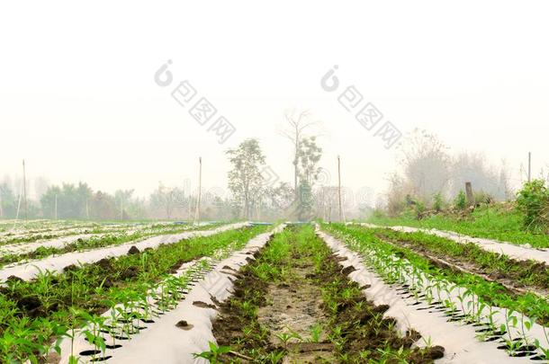 青椒辣椒种植辣椒或辣椒辣椒包图企业站
