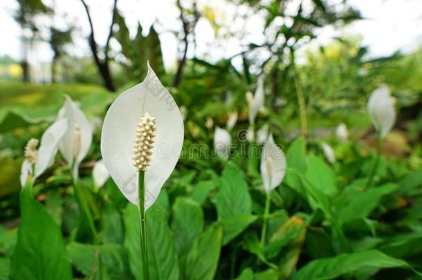 顶看法和平百合花花同样地一b一ckground.白色的花s向groundreconstructionequipment地平面再现