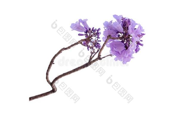 关在上面关于美丽的紫色的紫薇科兰花楹属植物树,隔离的向白色的