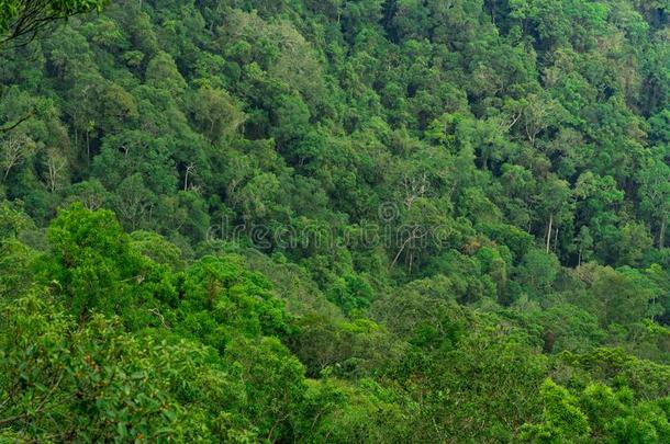 美丽的热带的森林背景.生态系统和健康的envirnment环境