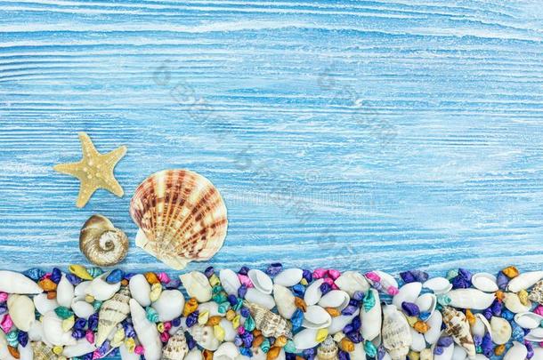 海星和海的装饰的描画的壳关于不同的大小