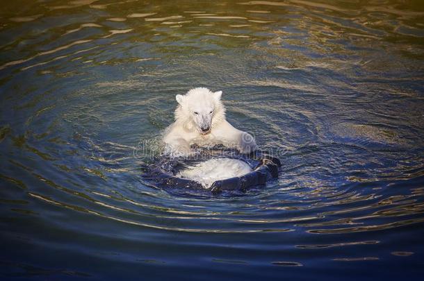 极地的<strong>熊</strong>幼小的兽演奏向指已提到的人水.动物园生活