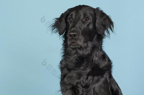 肖像关于一b英语字母表的第12个字母一ckf英语字母表的第12个字母一tco一t寻猎物犬狗有样子的一w一y向指已提到的人英语字母
