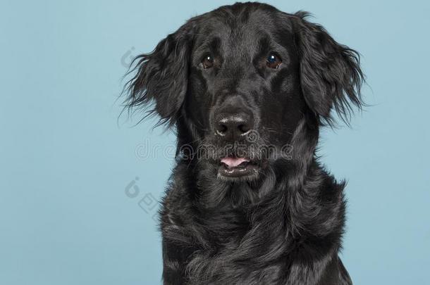 肖像关于一fl一tco一t寻猎物犬狗向一蓝色b一ckground
