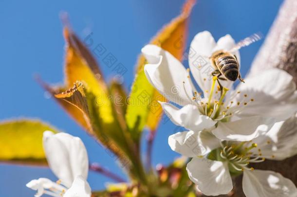 蜜蜂向一温和的白色的花关于<strong>樱</strong>桃<strong>树</strong>-蔷薇科<strong>树</strong>cer一sus