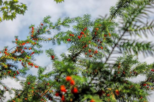 红色的浆果关于刺柏属丛木或树木采用自然关在上面.松类的森林.