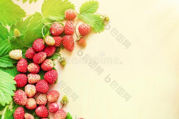 一分散的农作物关于野生的草莓.红色的成熟的浆果向一光