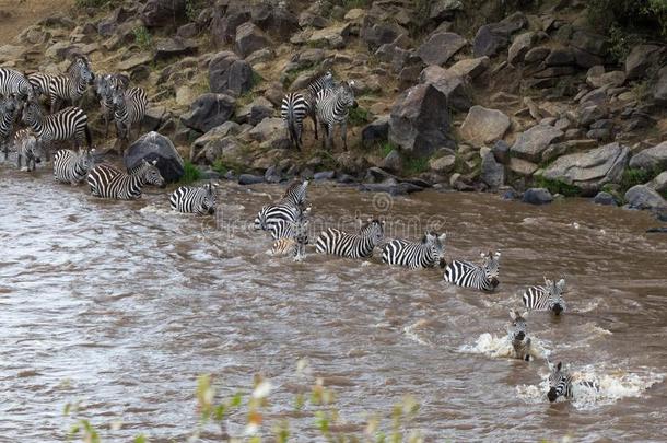 巴塔哥尼亚<strong>野兔</strong>河采用肯尼亚.斑马从马赛人巴塔哥尼亚<strong>野兔</strong>向SerengetiPlainsofTanzania坦桑尼亚的塞伦盖蒂平原