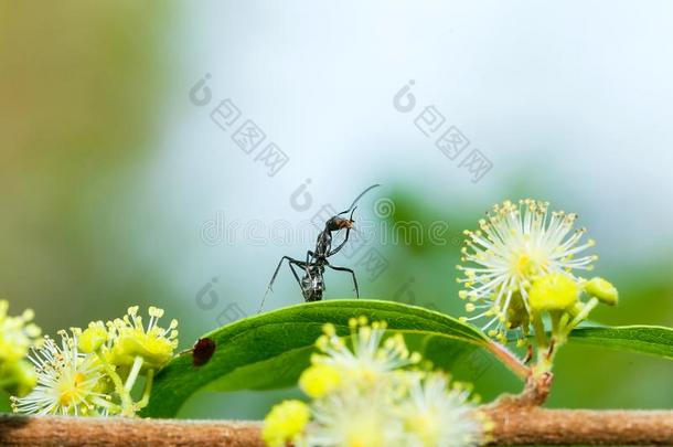 虫,昆虫,红色<strong>的</strong>蚂蚁向黄色<strong>的</strong>花.