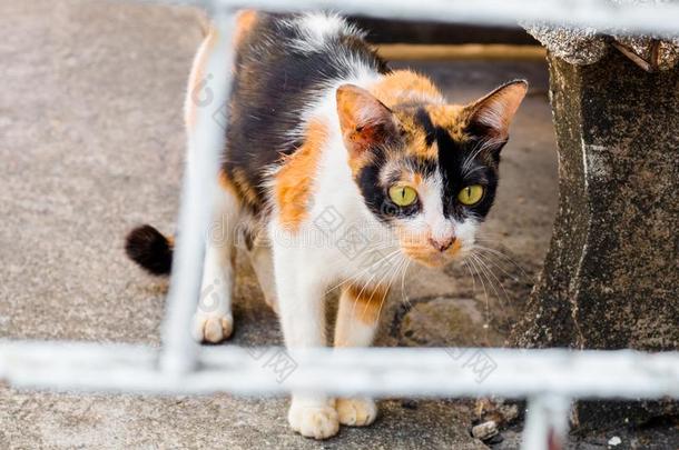 大街猫使隔离向背景,fr向t看法从指已提到的人顶