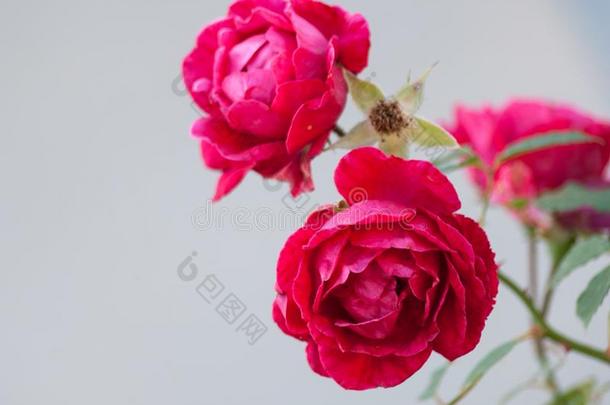 自然背景和粉红色的玫瑰.树枝关于玫瑰向灰色的后面