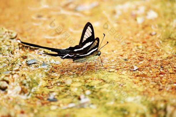 指已提到的人白色的拖尾七翅目昆虫居里厄斯居里厄斯蝴蝶