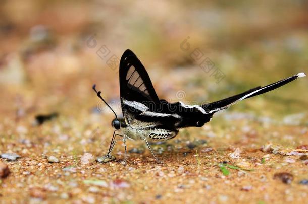 指已提到的人白色的拖尾七翅目昆虫居里厄斯居里厄斯蝴蝶