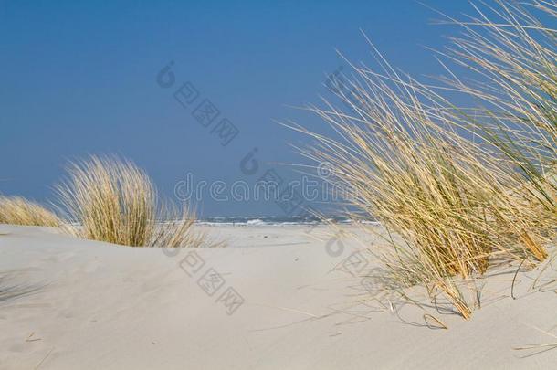 长在海边的防砂用禾本科植物草采用指已提到的人沙丘