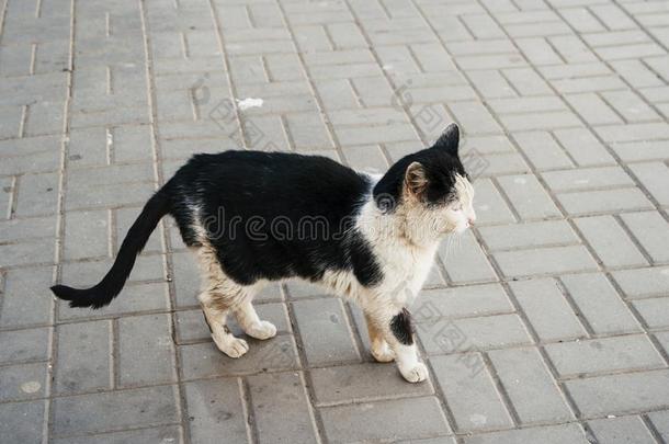 肮脏的黑的和白色的猫采用指已提到的人大街.无屋顶的宠物在户外