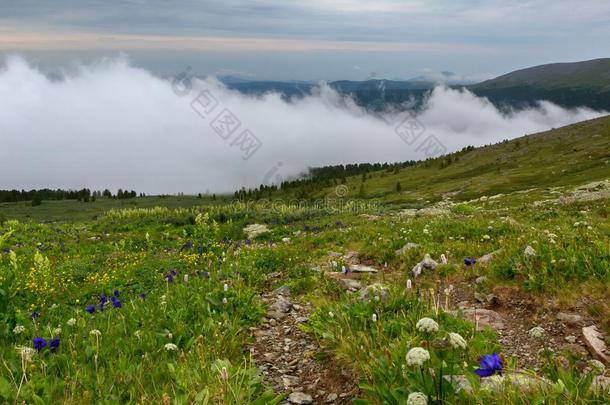 绿色的草地采用指已提到的人背景关于mounta采用s采用指已提到的人雾.<strong>阿尔</strong>泰语Korea-Sout韩国