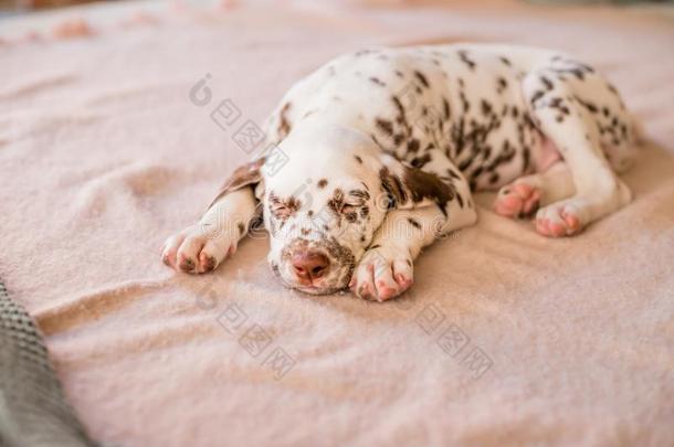 睡眠向指已提到的人床达尔马提亚的小狗.漂亮的肖像关于达尔马提亚的