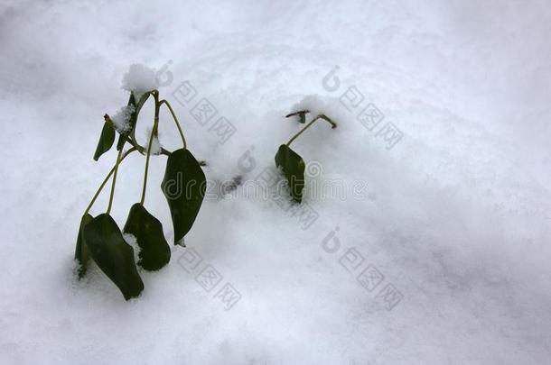 常绿植物<strong>亚热带</strong>的植物在想不到的雪