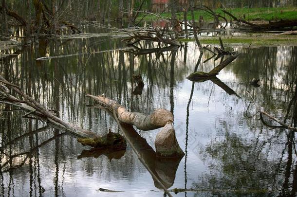 老的公园,一百周年公园,阵亡者树,泥浆池塘