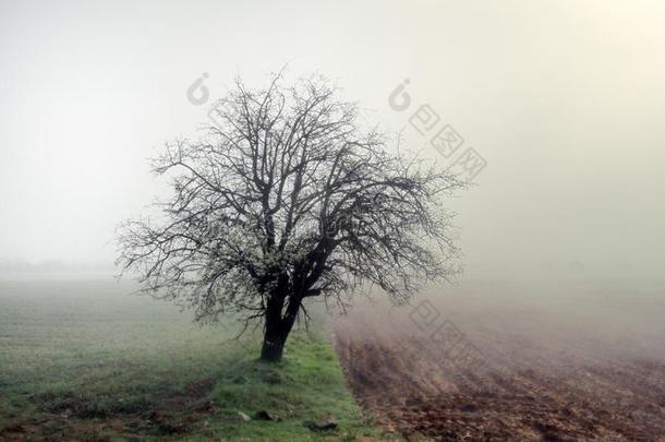 孤独的杏树花经过田,多雾的早晨