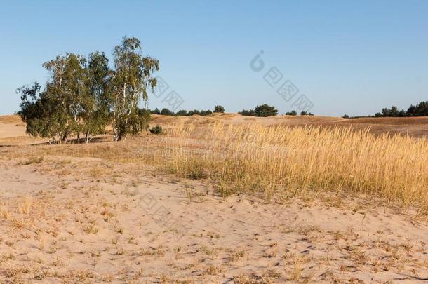 沙漠风景和死去的植物采用沙<strong>沙丘</strong>在下面和煦的：照到<strong>阳光</strong>的天.