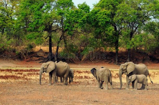家庭兽群关于非洲的象起立向指已提到的人干的干燥的干旱的灌木wickets三柱门