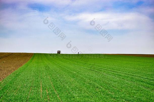 农业的风景.小麦田.拖拉机和农场主采用指已提到的人diameter直径