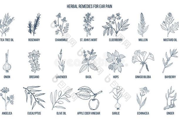 最好的医学的草本植物为<strong>耳朵痛</strong>苦