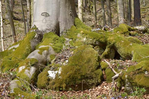 一山毛榉树和大大地,<strong>宽阔</strong>的根,撒在上在之间岩石.