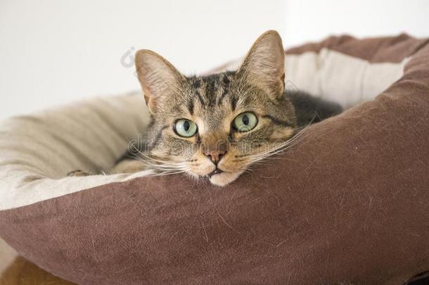 家庭的老虎猫说谎向棕色的猫床向灰色的沙发