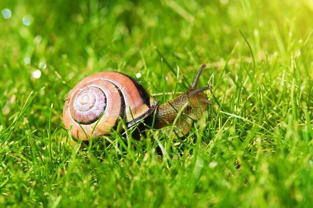 小树林蜗牛或棕色的-有嘴的蜗牛,蜗牛属nem或alis,滑行的their他们的