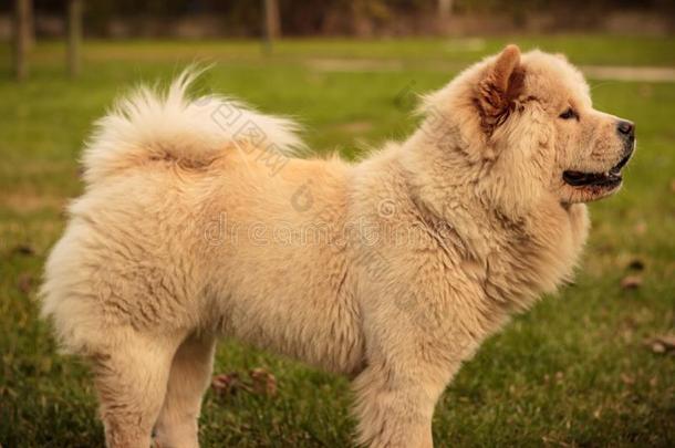 黄色的原产地中国的狗原产地中国的狗狗采用指已提到的人花园