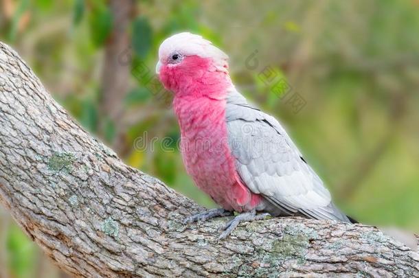 粉红凤头鹦鹉采用一森林