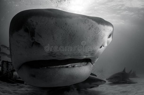 老虎鲨鱼巴哈马群岛