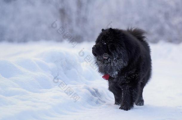 长的-有毛发的原产地中国的狗-原产地中国的狗狗.