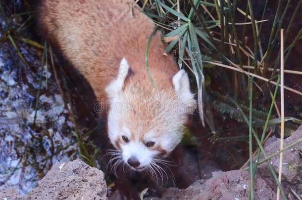 较小的红色的熊猫火狐浏览器哺乳动物动物