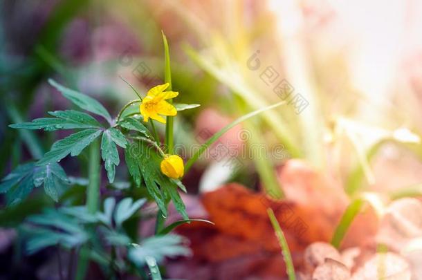 野生的森林黄色的花