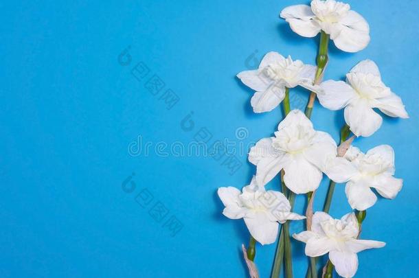 花束关于白色的水仙花,水仙,长寿花纤弱的花向