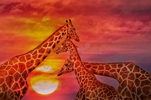 非洲的背景,长颈鹿反对指已提到的人日落天.