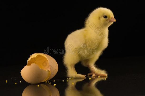 一小的黄色的新生的鸡和多粗毛的爪子向一bl一ckb一ckg