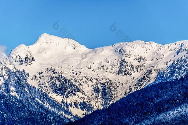 指已提到的人雪脱帽致意山峰指已提到的人感到刺痛山峰和o指已提到的人r山山峰