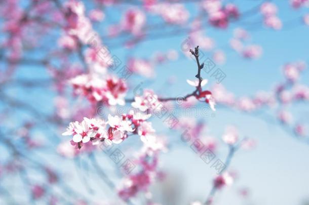 粉红色的春季花,蓝色天.春季.春季花后面